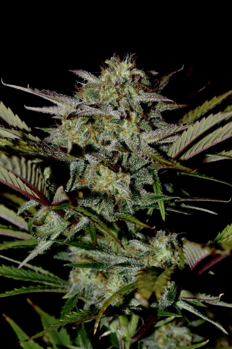 Apple Strudel Auto, Фасовка: 3, изображение 12